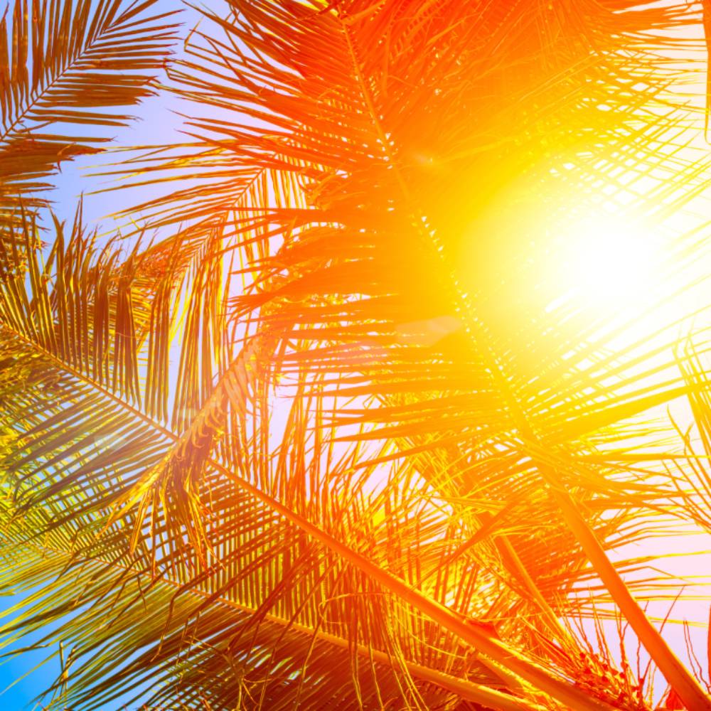 rayon de soleil qui passe entre les feuilles de palmiers
